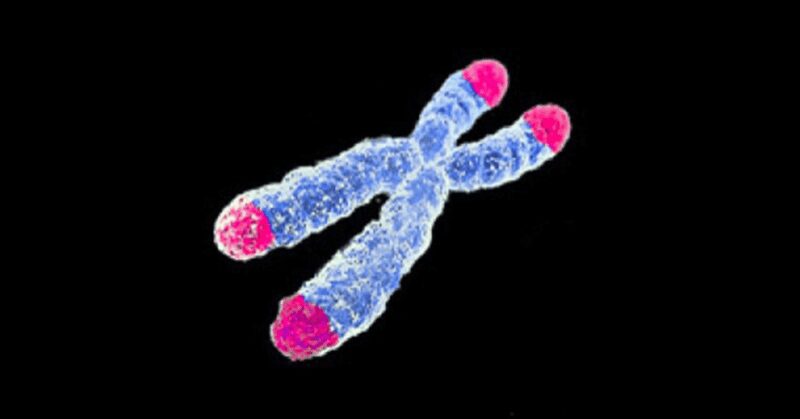 Telomeres