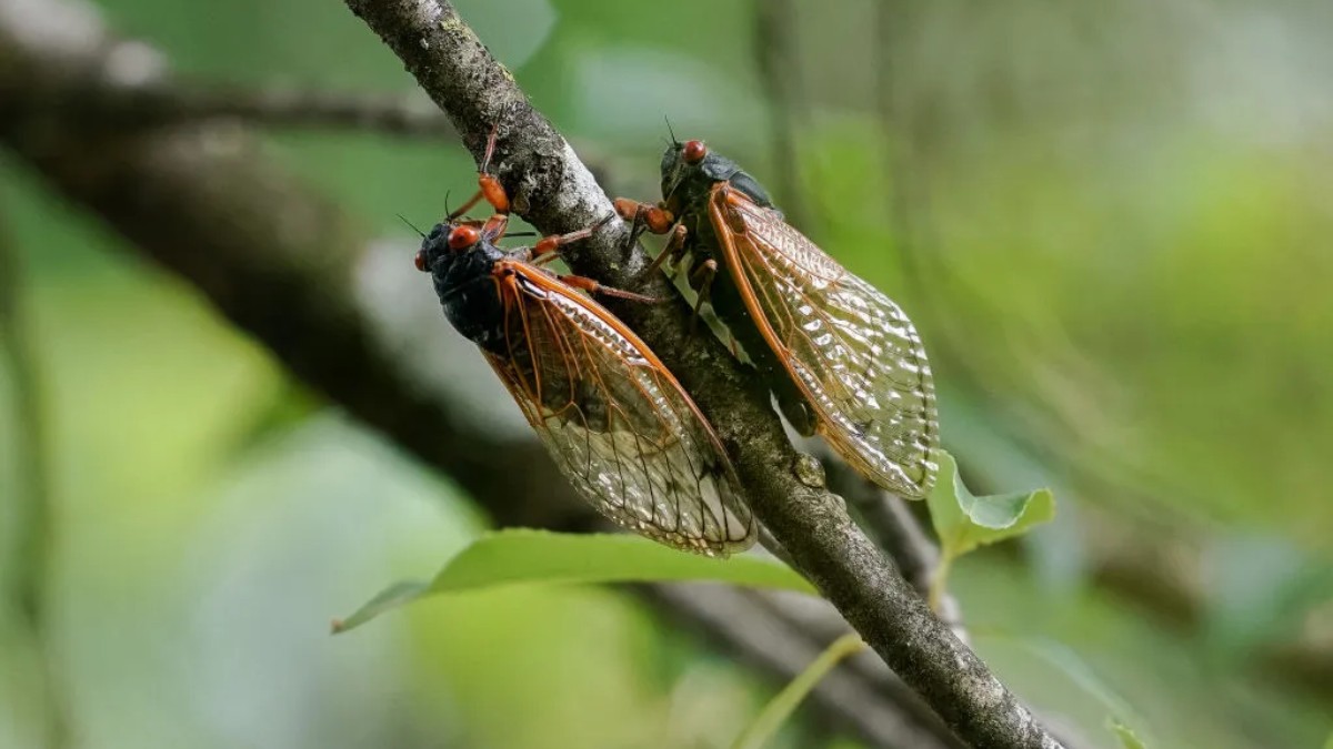 How Georgia’s Cicada Invasion Affects Children with ASD